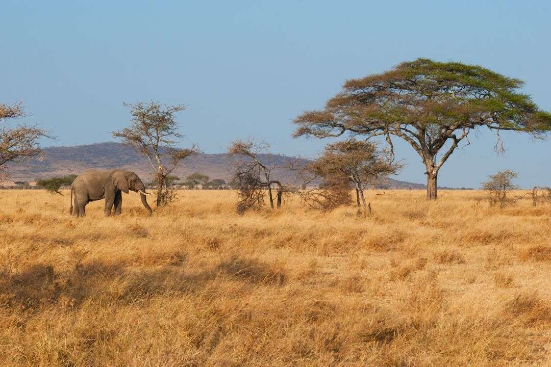 Serengeti-national-park-2